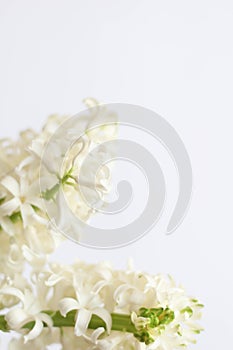 White hyacinth isolated on a white background. Spring gift cards idea