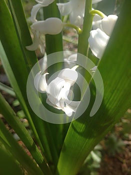 white hyacinth in morning light