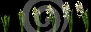 White Hyacinth Time Lapse photo