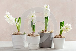 white hyacinth traditional winter christmas or spring flower