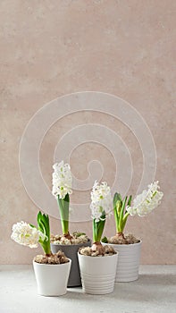 white hyacinth traditional winter christmas or spring flower on beige background