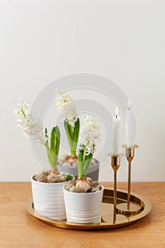 white hyacinth traditional winter christmas or spring flower and candles