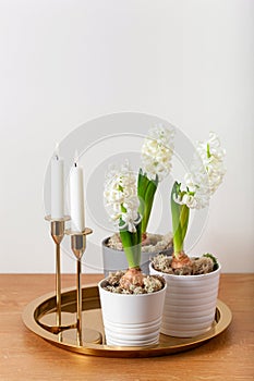 white hyacinth traditional winter christmas or spring flower and candles