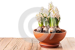 White hyacinths blooming in terracotta flower pot on rustic wooden table isolated against white background. Spring flowers design