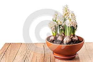 White hyacinths blooming in terracotta flower pot on rustic wooden table isolated against white background. Spring flowers design
