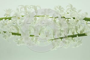 White hyacinths reflected in mirror horizontally on white background