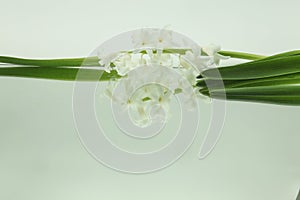 White hyacinths reflected in mirror horizontally on white background