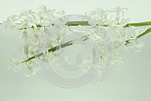 White hyacinths reflected in mirror horizontally on white background