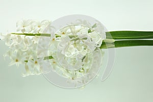 White hyacinths reflected in mirror horizontally on white background