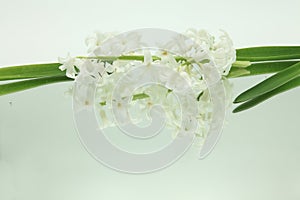 White hyacinths reflected in mirror horizontally on white background