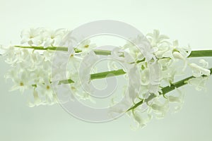 White hyacinths reflected in mirror horizontally on white background