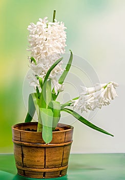 White Hyacinthus orientalis flower (common hyacinth, garden hyacinth or Dutch hyacinth) in a brown rustic (vintage) pot, close up