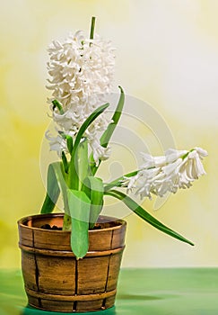 White Hyacinthus orientalis flower (common hyacinth, garden hyacinth or Dutch hyacinth) in a brown rustic (vintage) pot, close up