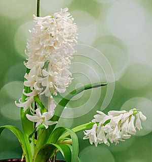 White Hyacinthus orientalis flower (common hyacinth, garden hyacinth or Dutch hyacinth), close up