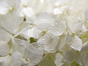 White Hydrangea