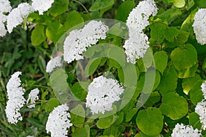 white Hydrangea arborescens