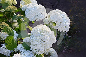 White Hydrangea arborescens Annabelle, backlit by the evening sun in summer.