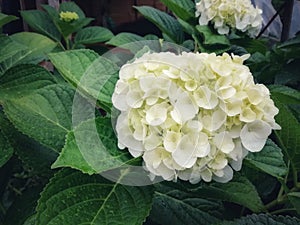 White Hydrangea blooms in green garden