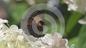 white hydrangea blossom with butterfly blooming in garden at sunny day. close up footage