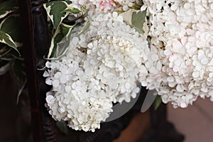 White hydrangea blossoms with variegated leaves and rustic frame