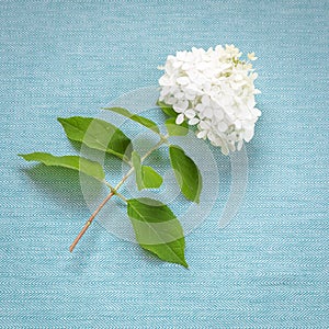 White Hydrangea on blue fabric