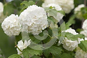 White hydrangea bush