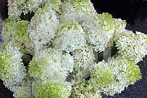 White Hydrangea Bush With Blooms