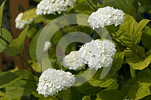 white hydrangea bush, green leaves, natural background