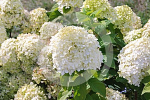 A white hydrangea bush in the park. A flower with white petals and green leaves