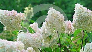 White hydrangea bushes in the park. The beauty of flowers.