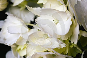 White Hydrangea Flower Blossom and Petals Closeup. An artsy photo that`s feminine, soft and dreamy