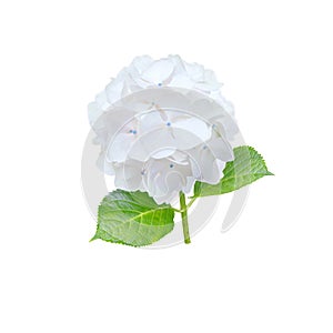 White hydrangea or hortensia flower closeup isolated on white. Transparent png additional format