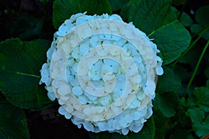 White hydrangea flower