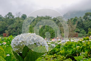 White hydrangea flower or hortensia flower in the natural garden