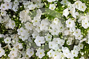 White Hydrangea flower. Hydrangea - common names Hydrangea and H