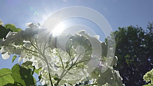 White Hydrangea flower view from below against the background of the blue sky and sun