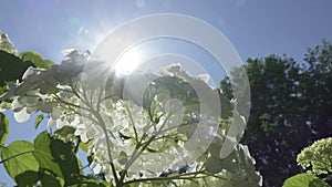 White Hydrangea flower view from below against the background of the blue sky and sun