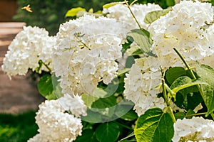 Blanco hortensias flor 
