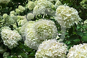 White hydrangea flowering bushes  in the garden in daylight, large, high and dense hydrangea plants with  blossoms  in summertime