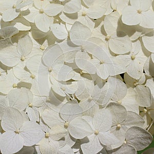 White hydrangea flowers