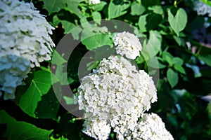 White hydrangea flowers