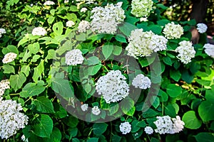 White hydrangea flowers