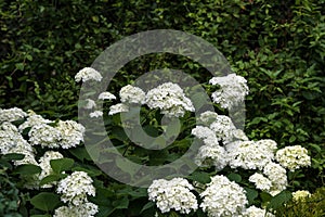 White Hydrangea Flowers