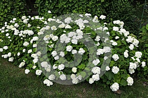 White Hydrangea Flowers