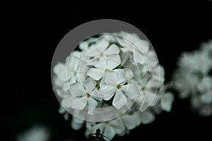 Bianco ortensie fiori sul nero 