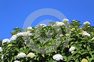 White hydrangea flowers blooming in summer