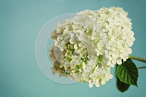 White hydrangea flowers on blue vintage backdrop, beautiful floral background