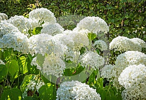 White hydrangea flowers in the garden. Hydgrangea Arborescens Strong Annabelle.