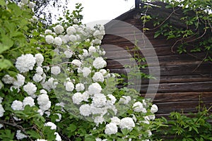 White hydrangea flowers in the garden of the old house