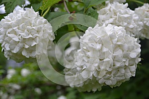 White hydrangea flowers in the garden of the old house